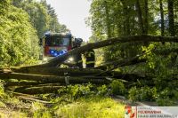 _2026-06-04 Baum über Strasse B141 Pramwald-1626